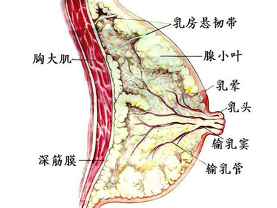 四大症状预示乳腺增生出现