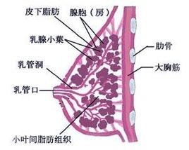 乳腺炎