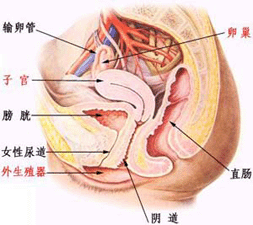 盆腔炎